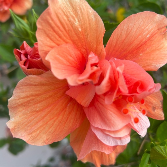 🌷 MOVING SALE !! 🌷 - Picture 2 of 14